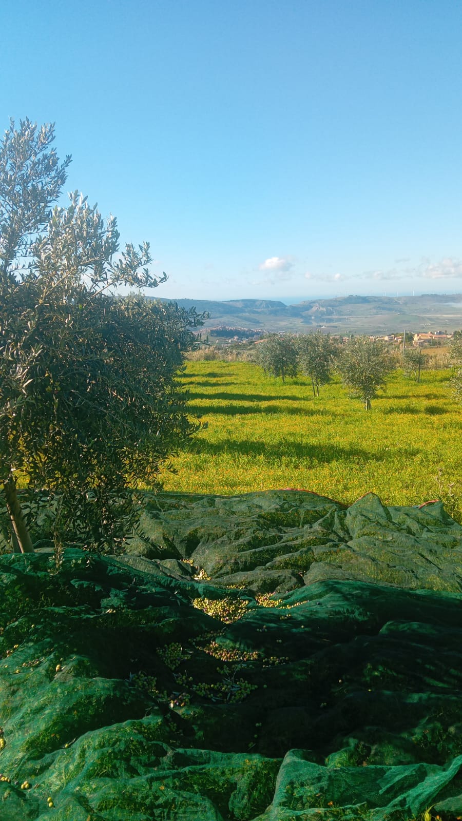 Azienda Agricola CONTADINO DI GALLUZZO