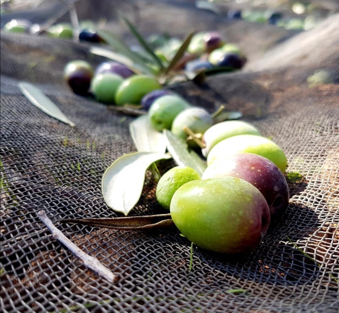 Azienda Agricola CONTADINO DI GALLUZZO
