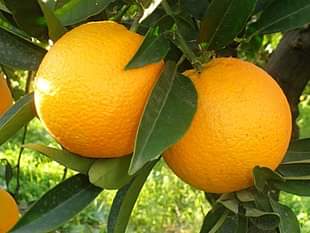Azienda Agricola CONTADINO DI GALLUZZO